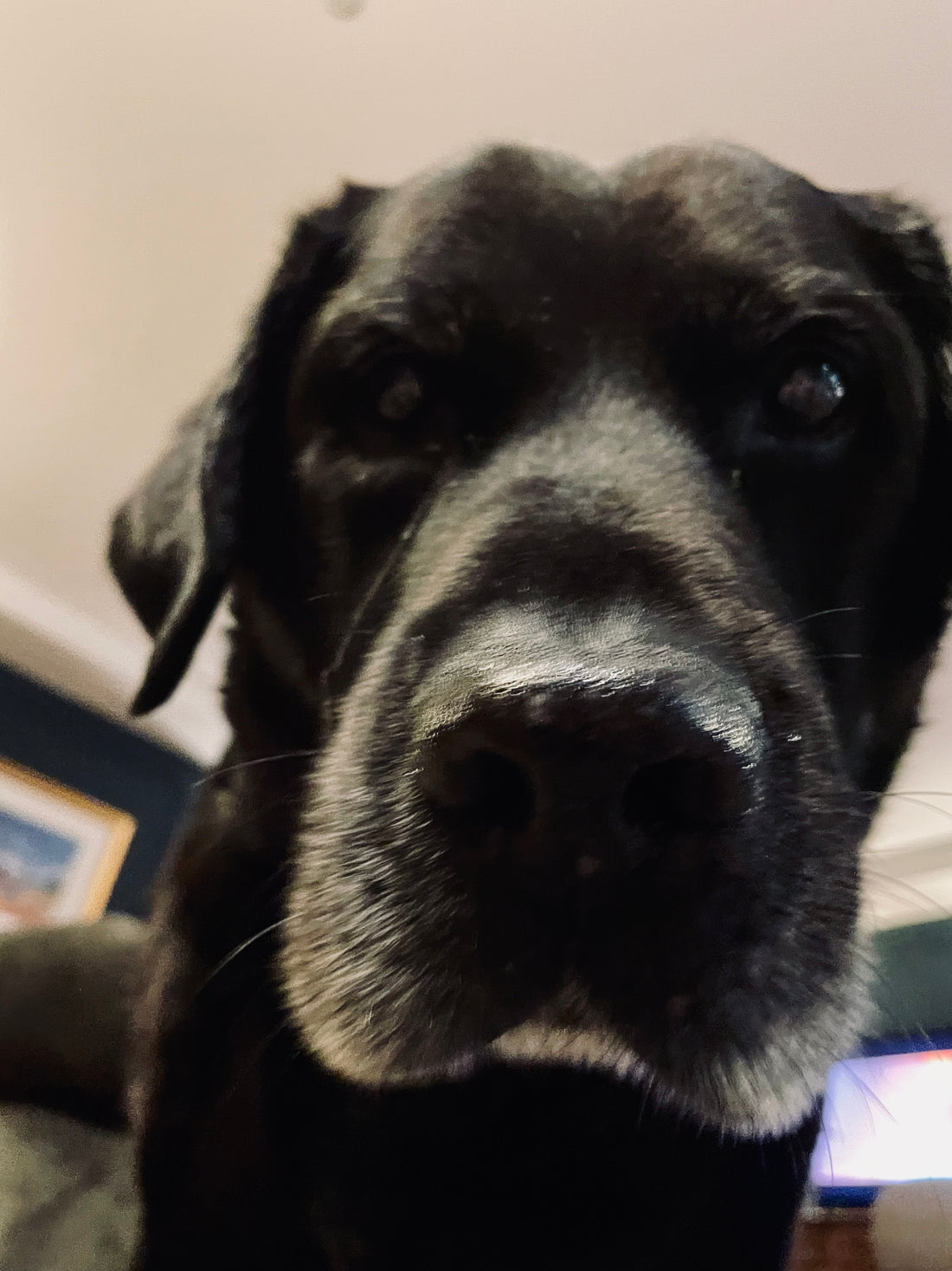 The Unbeatable Benefits of Colloidal Oatmeal for Your Dog's Skin and Coat