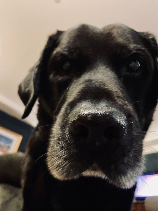 The Unbeatable Benefits of Colloidal Oatmeal for Your Dog's Skin and Coat