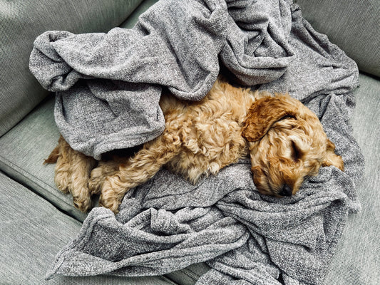 Firework Fear: How to Keep Your Dog Calm During the Show