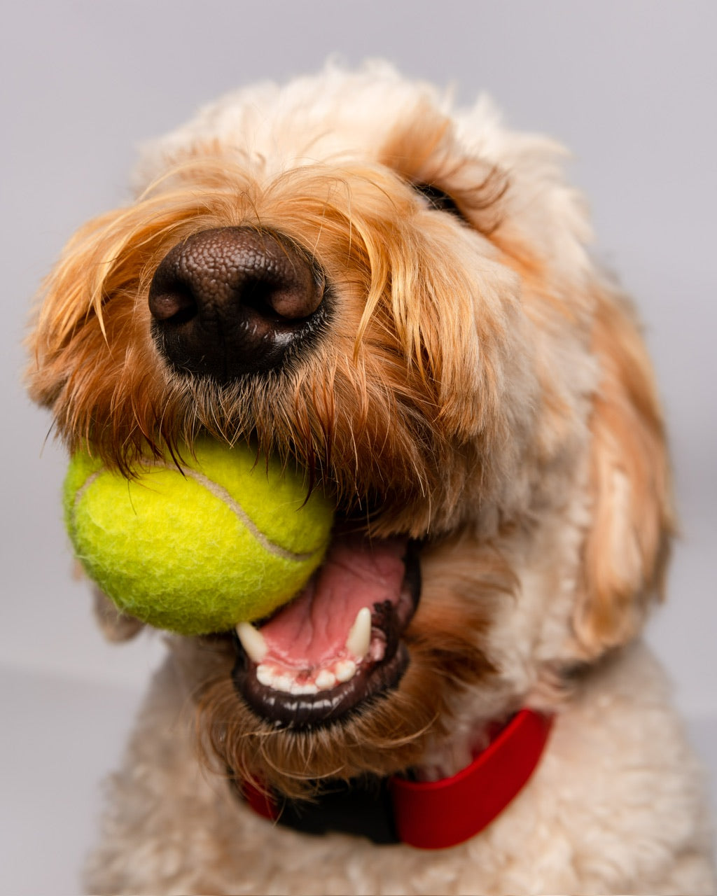 Unleashing the Healing Power - Hemp Seed Oil for Your Dog's Skin