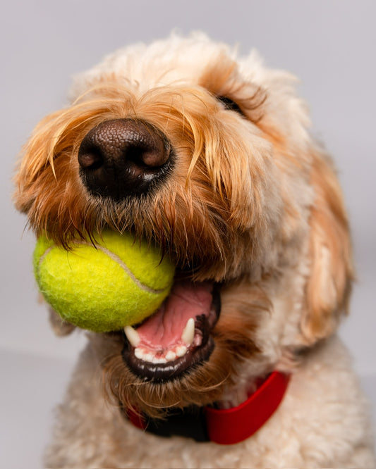 Unleashing the Healing Power - Hemp Seed Oil for Your Dog's Skin