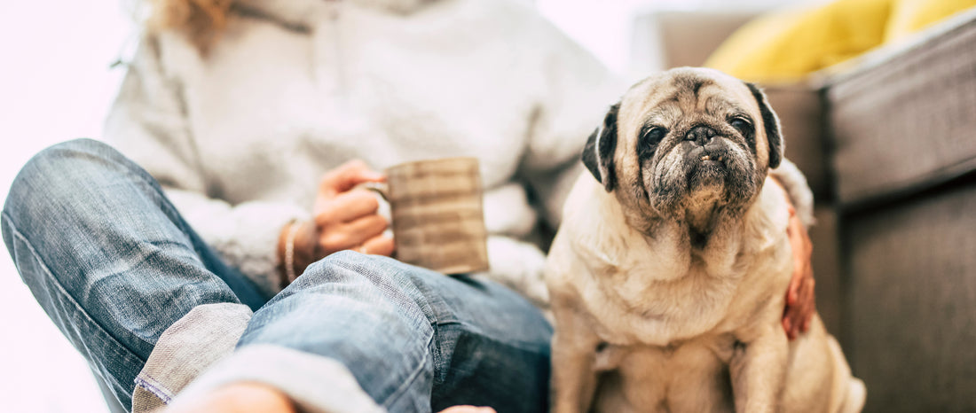 Are there any side effects of CBD in dogs?