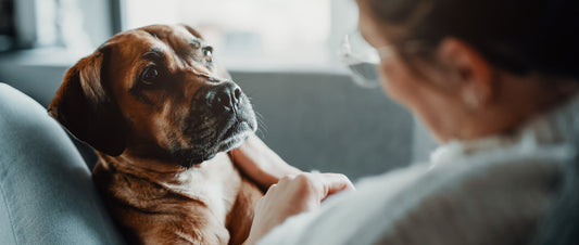 What is the dosing regime for pet CBD?